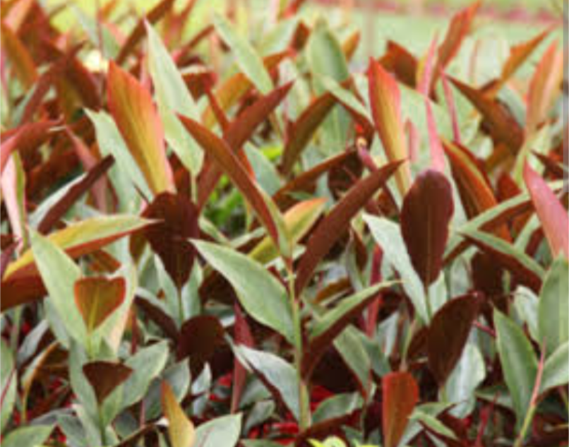 Alpinia luteocarpa red rubin