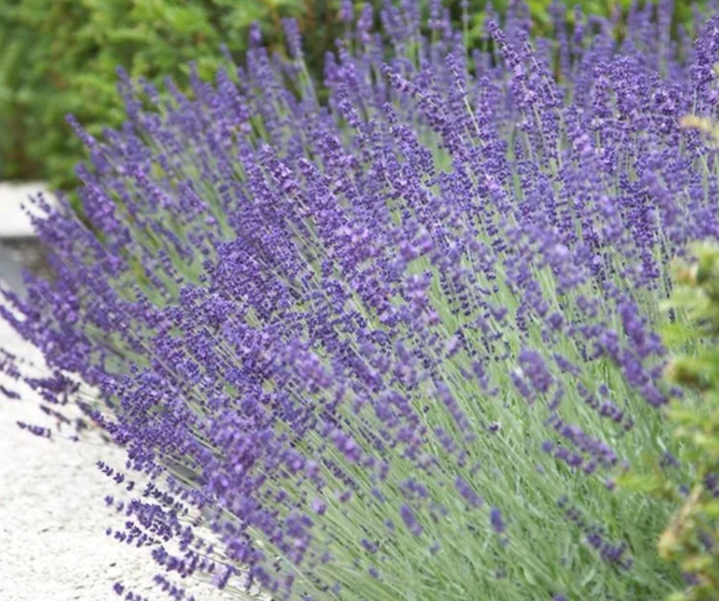 Lavender augustifolia English lavender