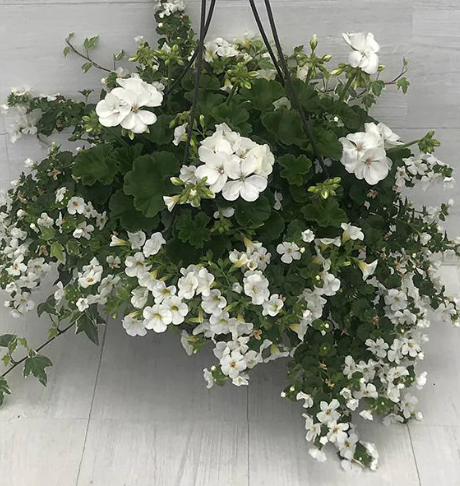 Designer Mix Hanging Basket