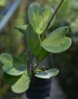 Hoya kerii