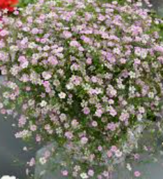 Gypsophila pink