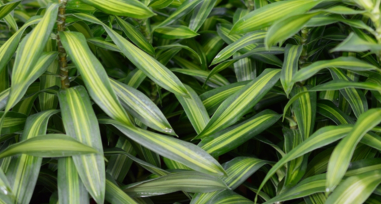 Dracaena Reflexa Malay Stripe "Pleomele"