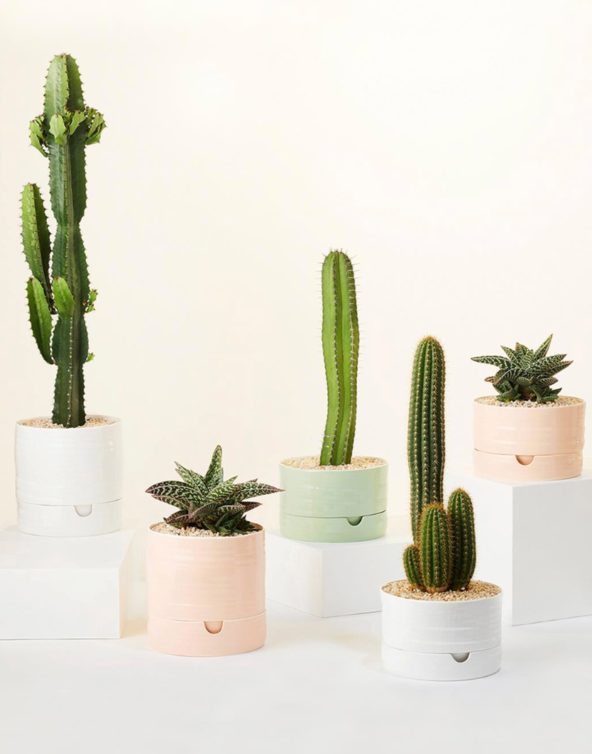 Angus & Celeste Self Watering Plant Pot