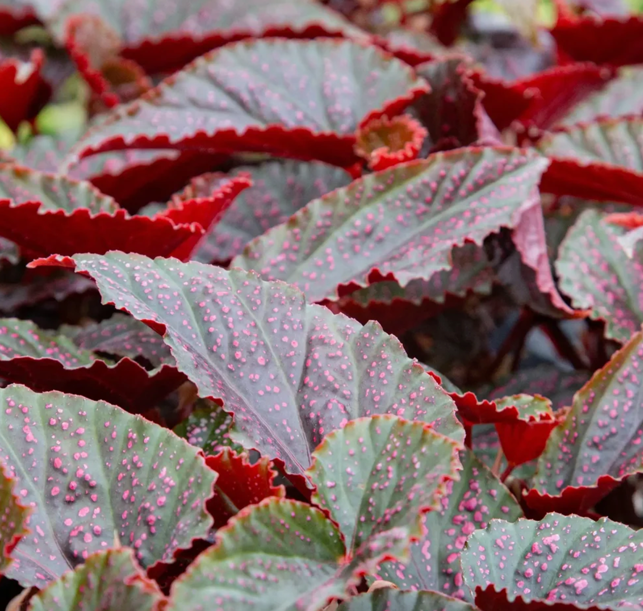 Begonia maculata 'Pink Spot'