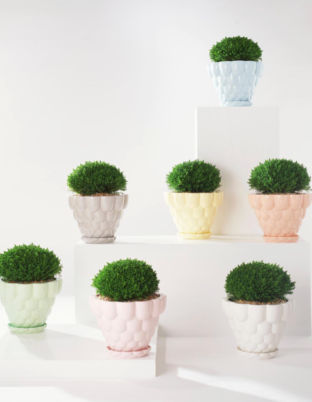 Angus & Celeste Jelly Plant Pot