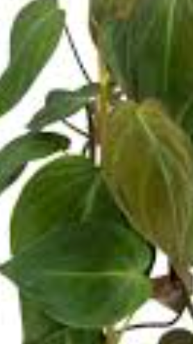 Philodendron micans velvet