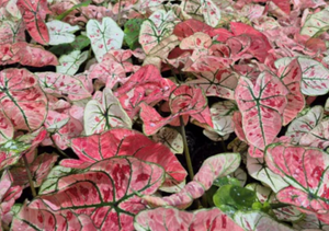 Caladium assorted