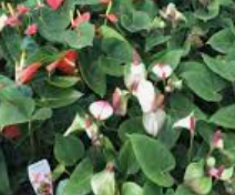 Anthurium andraeanum  "Flamingo"