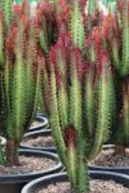 Euphorbia trigona red, African milk tree