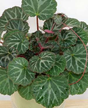 Saxifraga stolonifera