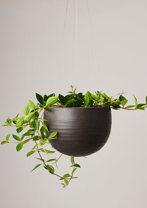 Spherical Hanging Planter  Large- Angus & Celeste