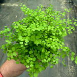 Maiden hair fern