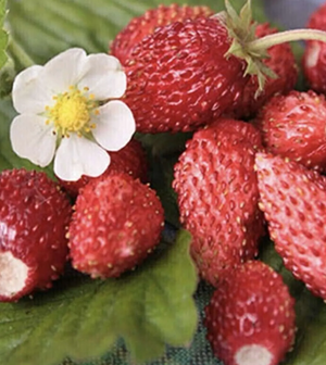 Little Veggie Patch Co - Strawberry 'Ali Baba' Heirloom Seeds