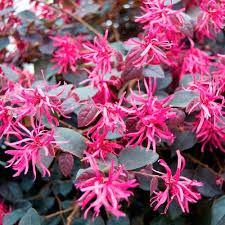 Loropetalum chinense 'Rubrum'