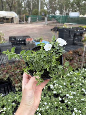 Convolvulus mixed colours