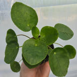 Pilea peperomioides Chinese money plant