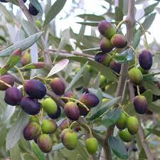 Olive Tree Assorted