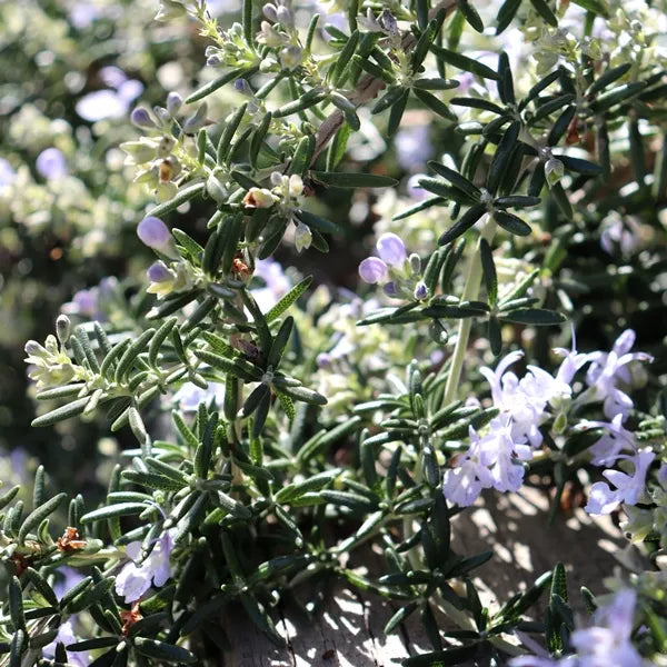 Rosemary rosarrinus officinalis "Santa Barbara PBR"