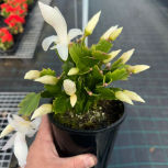 Zygocactus  mixed colours hanging basket