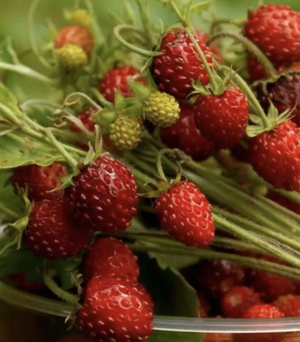 Little Veggie Patch Co - Strawberry 'Ali Baba' Heirloom Seeds