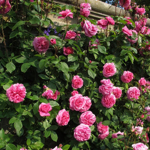 David Austin - Gertrude Jekyll