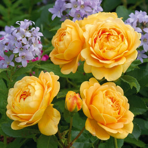 David Austin - Golden Celebration
