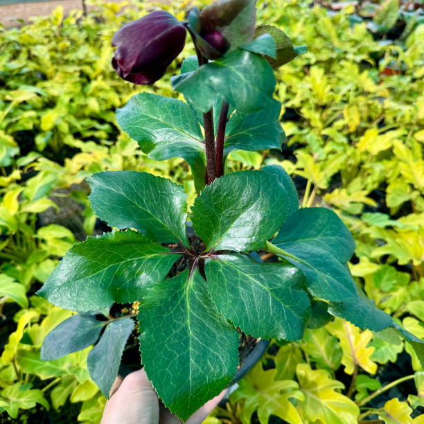 Hellebore Mixed Colours