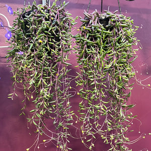 Othona “Ruby necklace”