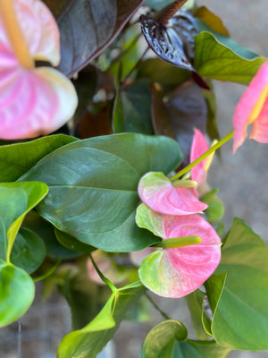 Anthurium mixed