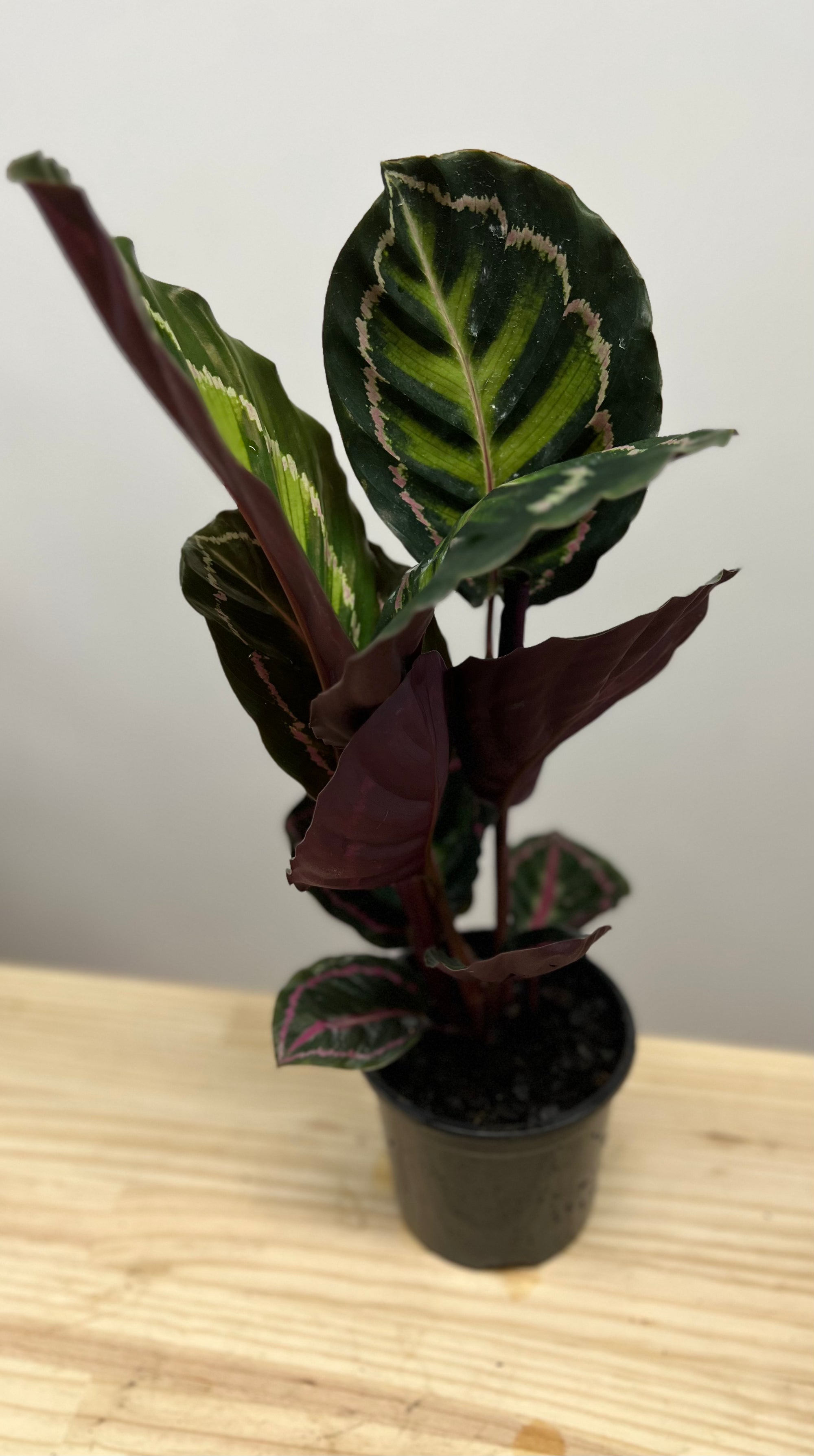 Calathea Red Mojo