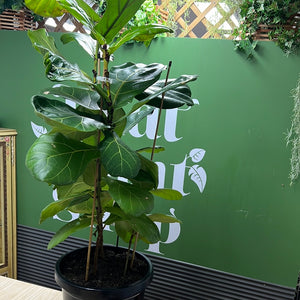 Ficus lyrata “fiddle leaf fig”