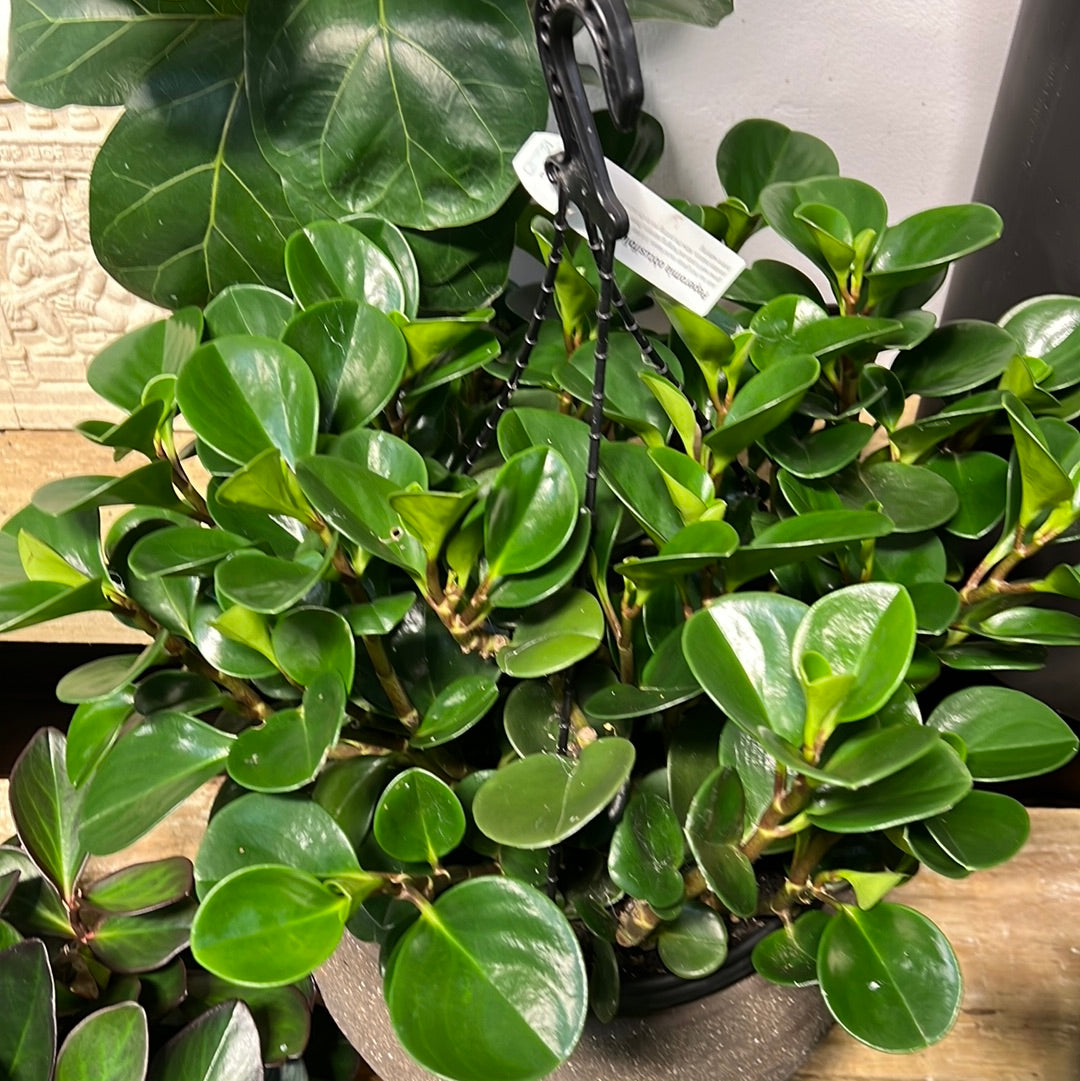 Peperomia obtusifolia
