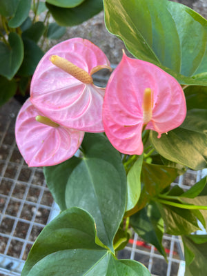 Anthurium mixed