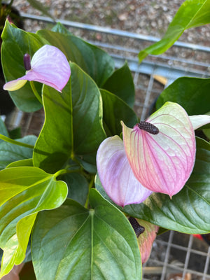 Anthurium mixed