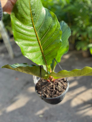 Anthurium hookerii pink ruffles