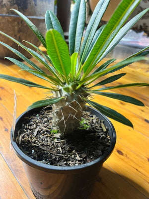 Pachypodium Lamerei Madagascar palm