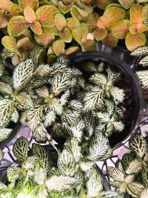 fittonia nerve plant assorted