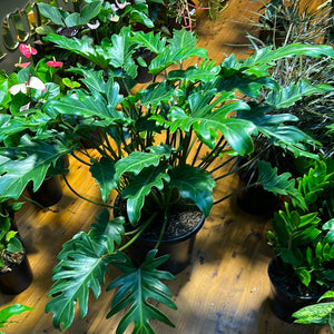 Philodendron Xanadu