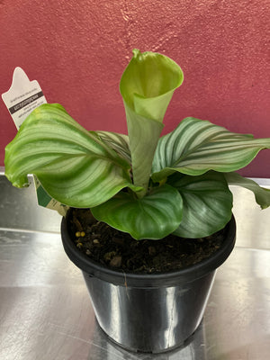 calathea orbifolia