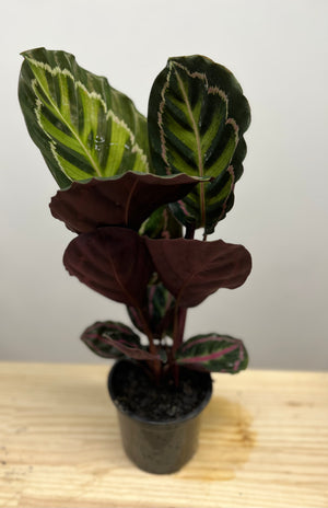 Calathea Red Mojo