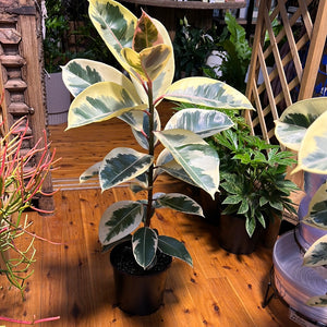 Ficus elastica "Tineke"