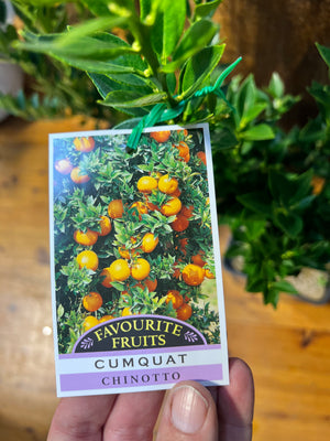 Chinotto cumquat dwarf