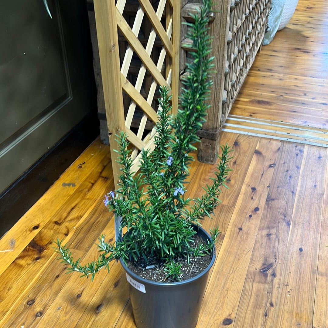 Rosemary prostrata (Trailing)