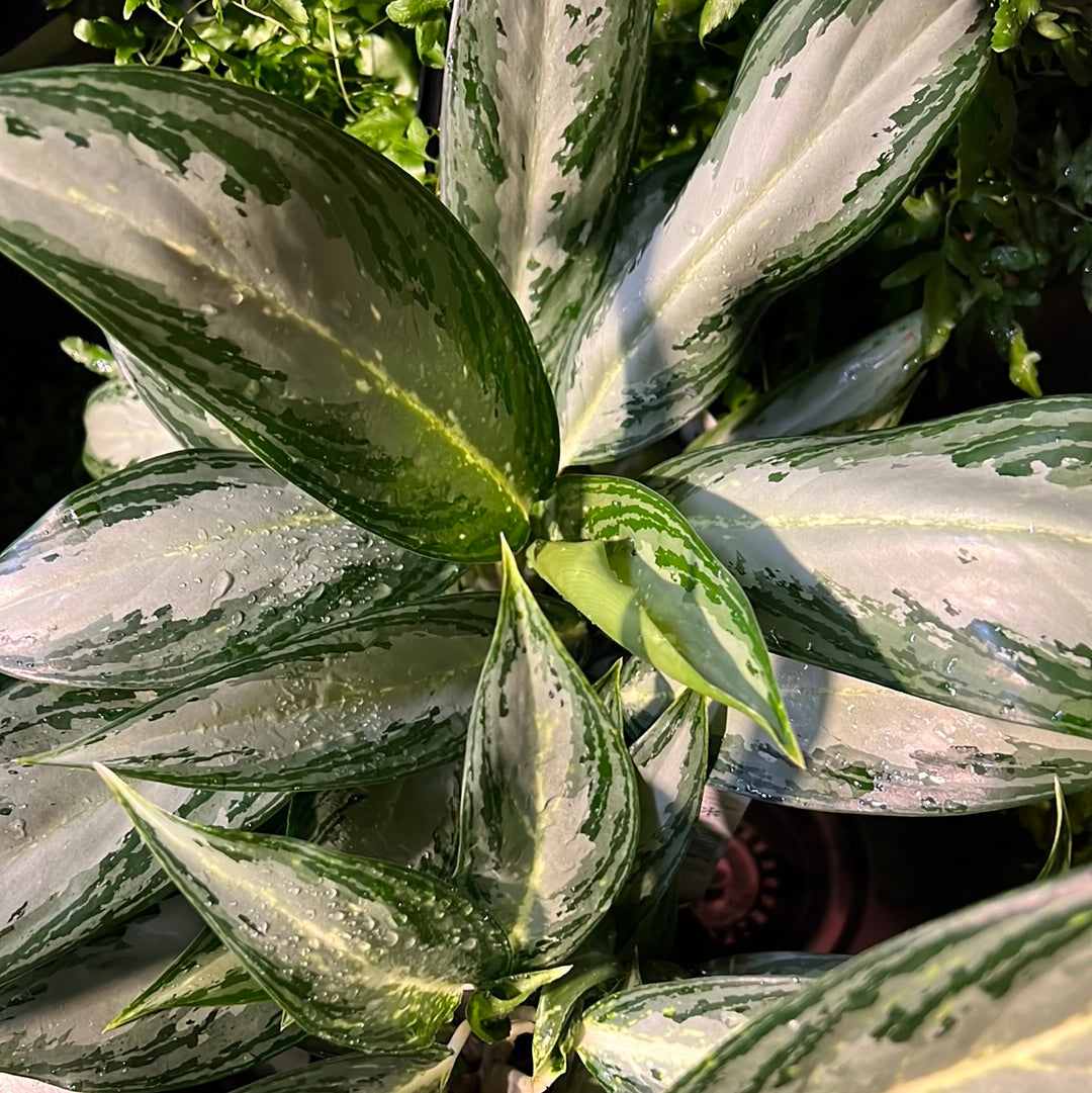 Aglaonema Commutatum Pseudobracteatum