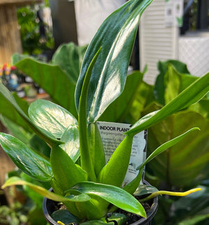 Philodendron Martianum “fat boy”