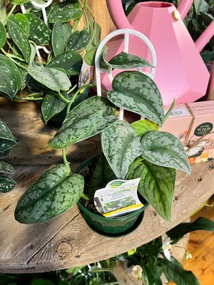 Scindapsus pictus argyreaus ‘satin pothos’