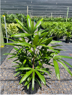 Rhapis excelsa lady palm