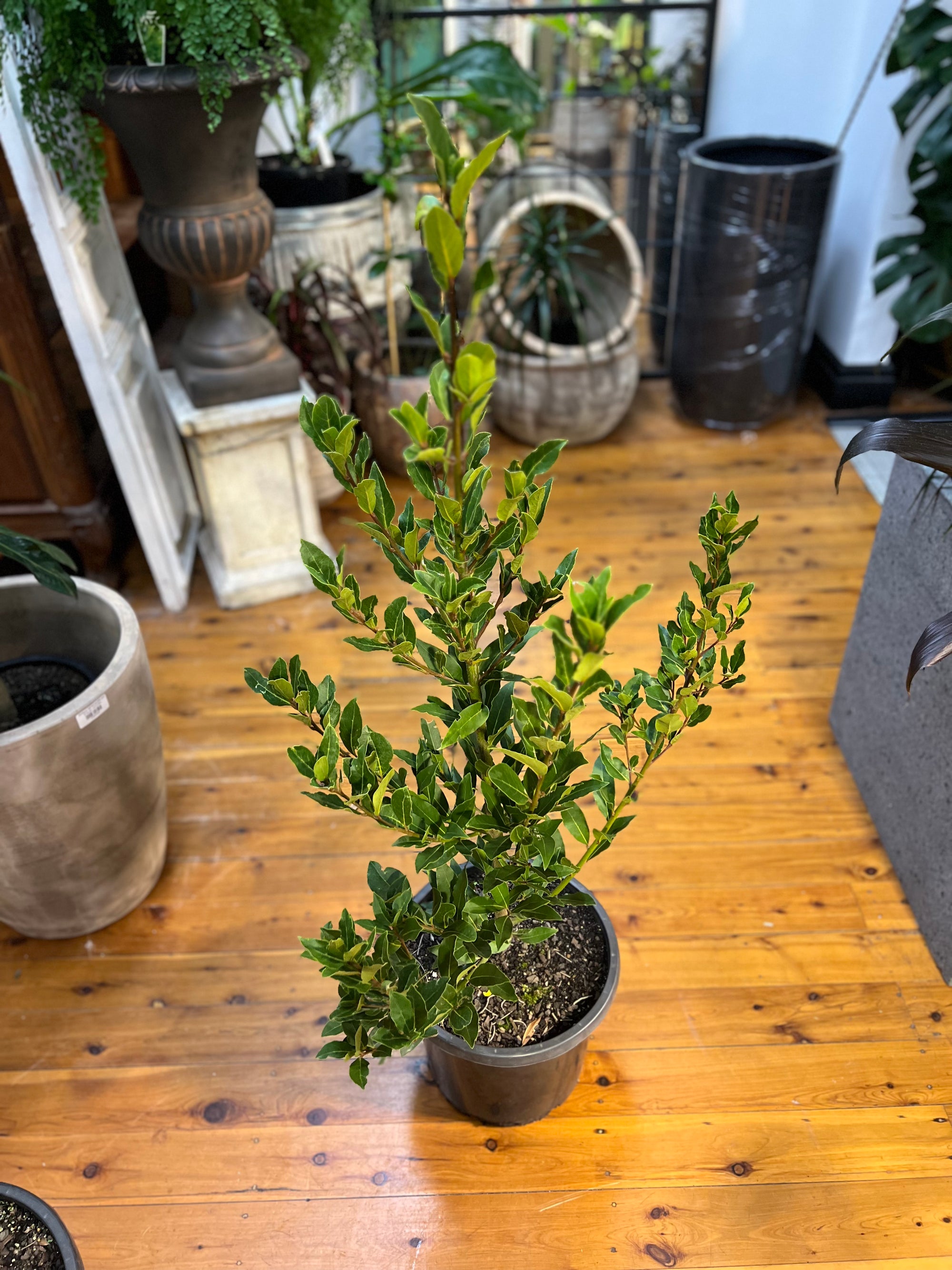 Laurus nobilis bay tree