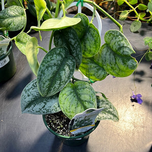 Scindapsus pictus argyreaus ‘satin pothos’