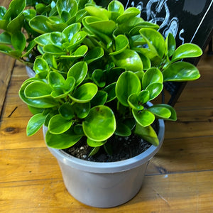 Peperomia lemon lime